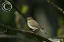 Willow Warbler